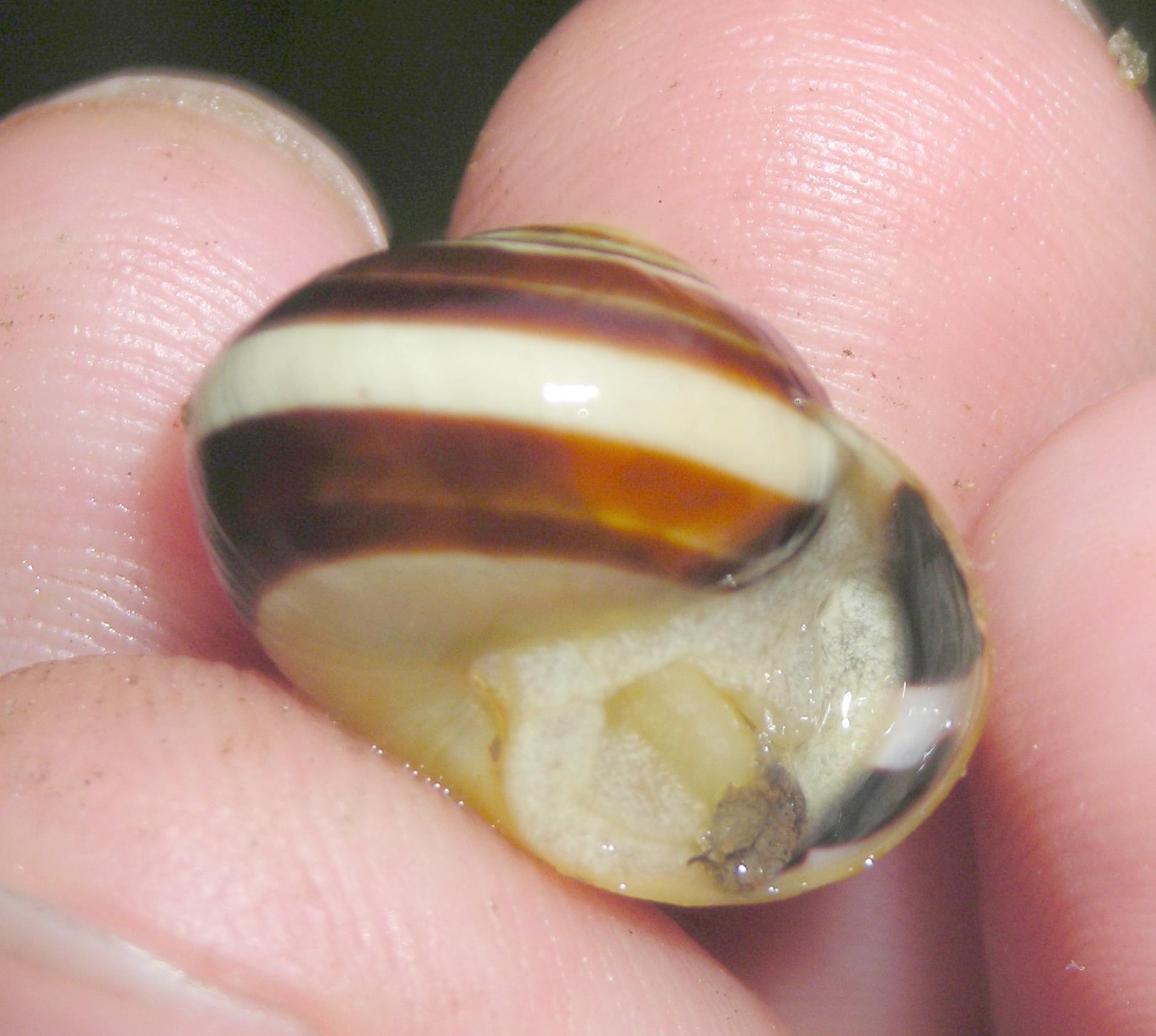 Cepaea hortensis?